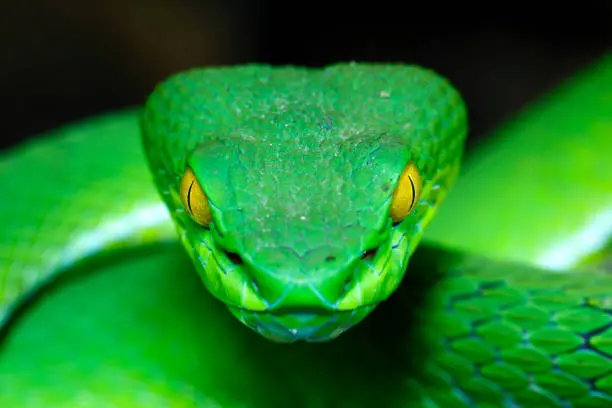 Snake 3